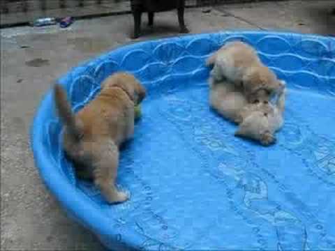 6 week golden retriever puppies 6 week golden retriever puppies puppies fanpop 6 week golden retriever puppies 6 week golden retriever puppies puppies fanpop