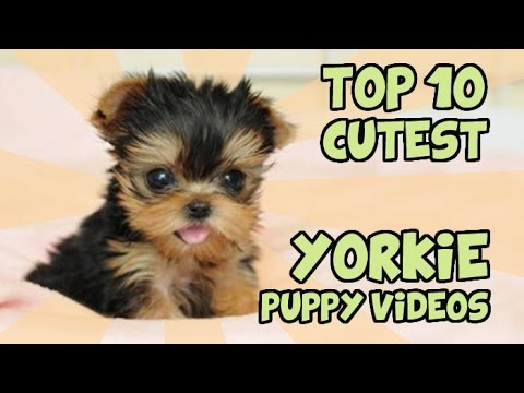 Shorkie And Shorkie Puppies NEW BREED OF DOG!