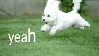 Watch Parry Gripp Fuzzy Fuzzy Cute Cute video