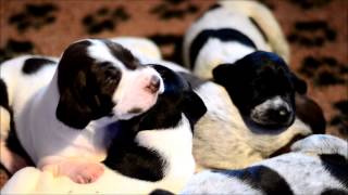 German Shorthaired Pointer Puppies - Donau-Wirbeln K Litter