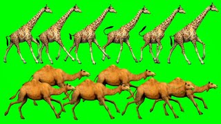 Giraffe,Camel Animals Green Screen Animals Stampede Video Animals Running