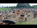 Big Cow Market in Assam