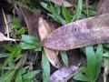 Memikat Ayam Hutan Idan Teco images Memikat Ayam Hutan Idan Teco