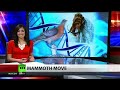 Scientists working on 'de-extinction' of the woolly mammoth