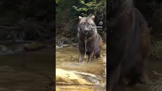 Wonder Wolf
