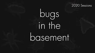 Bugs In The Basement - Hypnoidus Abbreviatus aka The Abbreviated Wireworm