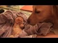 Sleepy Kitten Touching Dog's Nose - English Cream Golden Retr...