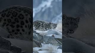 Animals Attack Zone The Ultimate Predator Strikes In Silence Natures Raw Power No Mercy, No Escape