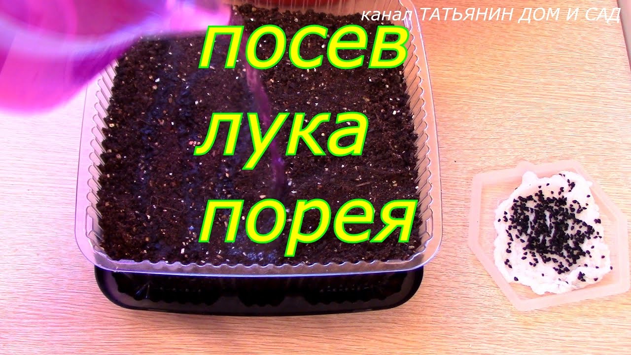 Сажаем на рассаду лук порей Сажаем на рассаду лук порей