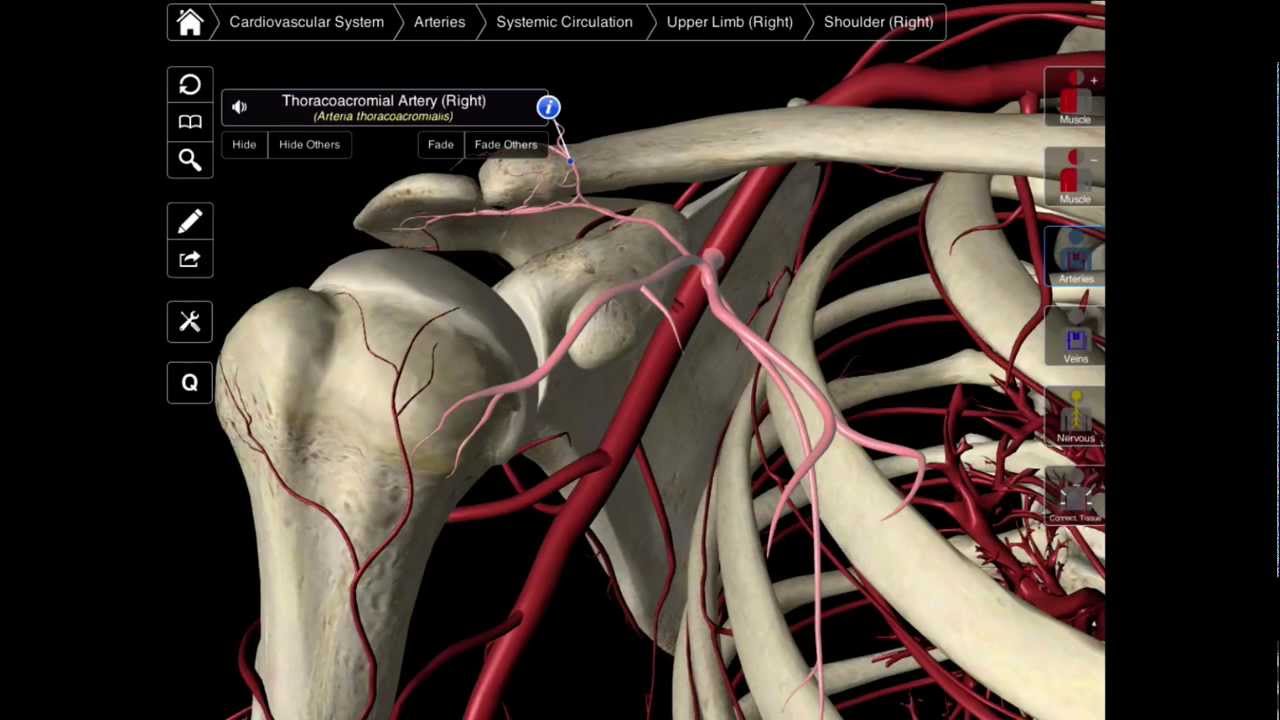 099 The Branches Of The Axillary Artery - YouTube