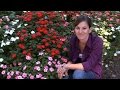 Growing Impatiens