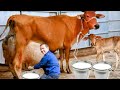 Biggest Udder Highly Milking Gir Cow Breed 65 Litters Milk Record | Sahiwal Cow Breed