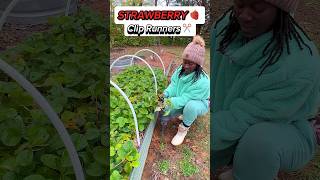 Tips For Pruning Strawberry