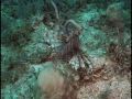 The Dangerous 'Lionfish'
