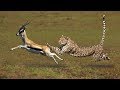 Most Amazing Big Cats Hunting Attack Compilation   Cheetah Lions Jaguar Leopard