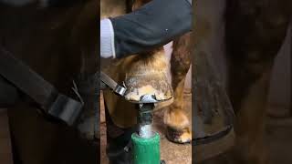 Horse Hoof Restoration Process 🐴🧡 Clickety-Clack To Healthy!