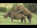 Call of the Wild: Sex in the Animal Kingdom (2003 Documentary)