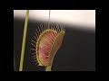 Venus Flytrap Video