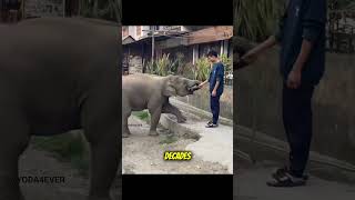 Why Do Elephants Never Forget? Incredible Animal Memory Explained