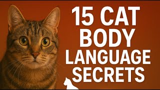 15 Cat Body Language Secrets Every Owner Should Know Understand Your Cat Better