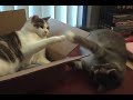 Lazy cats
