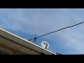 Holy Times Video preview