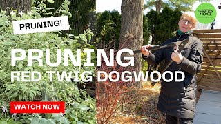 How To Prune A Red Twig Dogwood