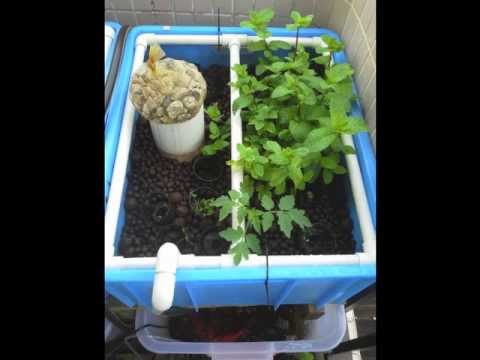 DIY Aquaponics System for Small Space