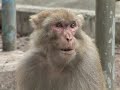 Arabic-Web-Birth control prescribed for Hong Kong monkeys