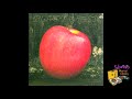 Little Wings "Mr. Natural"