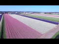 Dutch flower fields near Keukenhof The Netherlands drone footage (DJI Inspire 1)