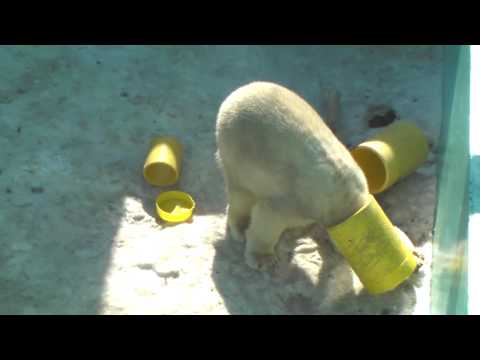 Polar Bear　20100227　イコロとキロル　黄色いガス管　～　帯広動物園6