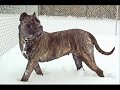 Canary Dog