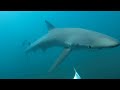 GoPro: Andy Casagrande's Shark Bait Cam