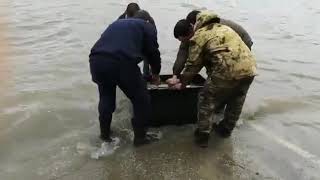 Salvate 6 quintali di Carpe dai volontari Fipsas Rovigo Salvate 6 quintali di Carpe dai volontari Fipsas Rovigo
