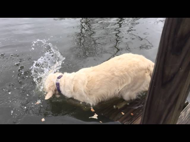 Smart Dog Catches Fish By Using Bread As Bait - Video
