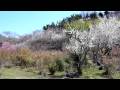 Mydiary-HD 春を探しに 花見山〜飯坂温泉
