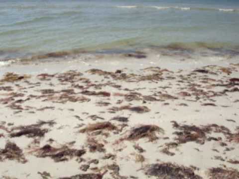a display of naked bodies under heat of the sun at the beaches of Fort Myers ... a display of naked bodies under heat of the sun at the beaches of Fort Myers ...