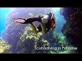 Scubadiving In Paradise Red Sea Egypt 2013 Camel Dive Club ...