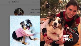 Meet the Mexican Aussie Breed