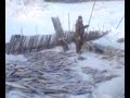 Видео Русская рыбалка