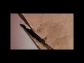 diagnostiquer la presence de termites