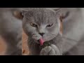 Funny Cats and Dogs Compilation - Awesome Cute Animals 2019