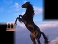 رائعه كان فى مصر اميرا.