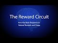 The Reward Circuit: How the Brain Responds to Natural Rewards and Drugs