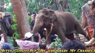 Wild Elephant attack part 2 kodagu2018 madikeri