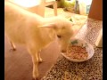 Paloma the smart sheep!