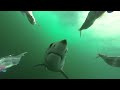 Mako shark attacking a PelagicView dredge