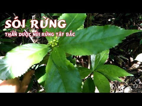 Cây Sói Rừng Thần Dược Núi Rừng Tây Bắc Trị Xương Khớp, Bệnh K..