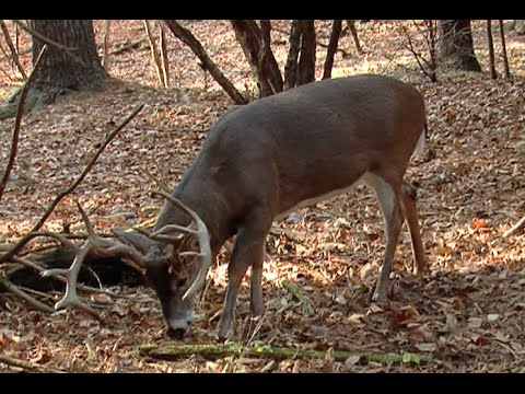 Mineral lick for deer